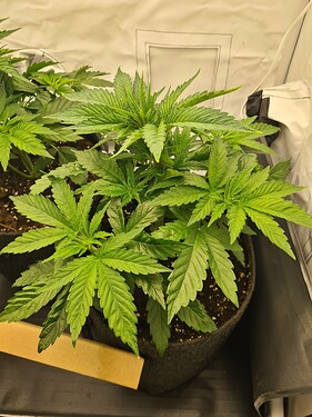 Growreport Bild 13