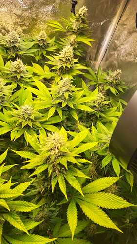 Nahaufnahme von blühenden Cannabis-Pflanzen in einem Grow-Zelt.