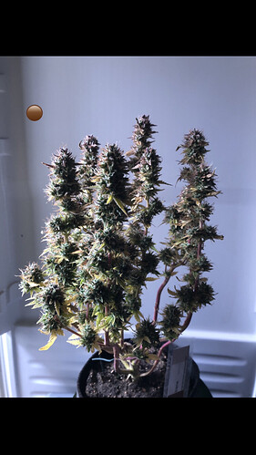 Growreport Bild 12