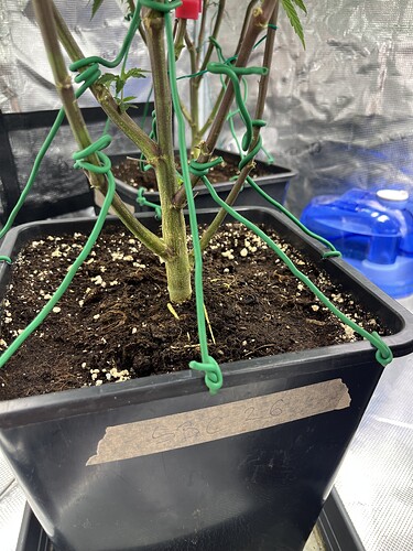 Growreport Bild 20