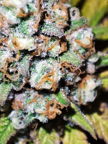 Growreport Bild 37