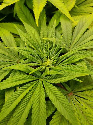 Nahaufnahme einer jungen Cannabispflanze im Wuchsstadium mit ausgeprägten Fächerblättern und einem sich entwickelnden Haupttrieb.