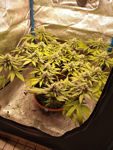Growreport Bild 1