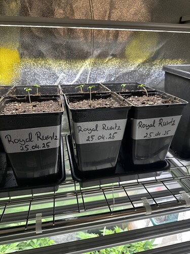 Growreport Bild 2