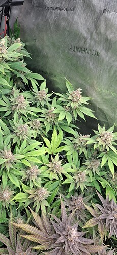 Growreport Bild 6