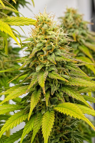 Growreport Bild 24