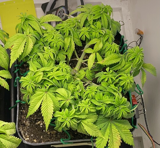 Growreport Bild 32