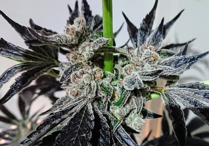 Growreport Bild 4