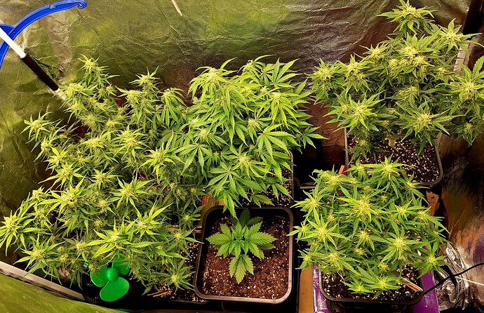 Growreport Bild 3