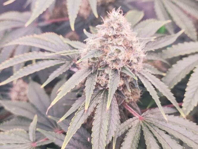 Growreport Bild 9