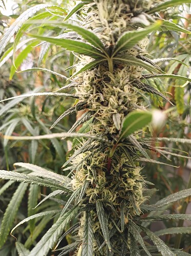 Growreport Bild 28