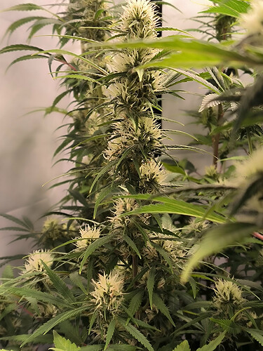 Growreport Bild 82