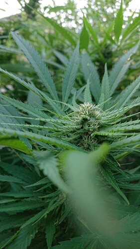 Growreport Bild 4