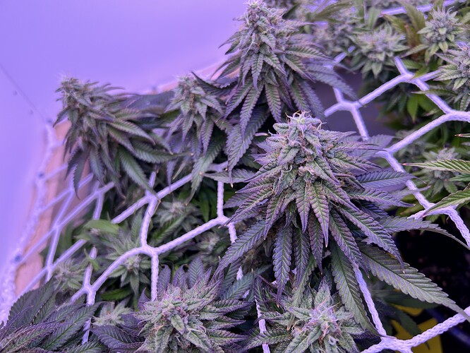 Nahaufnahme einer Cannabis-Pflanze in der späten Blütephase, die durch ein Scrog-Netz wächst.