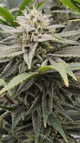 Growreport Bild 5