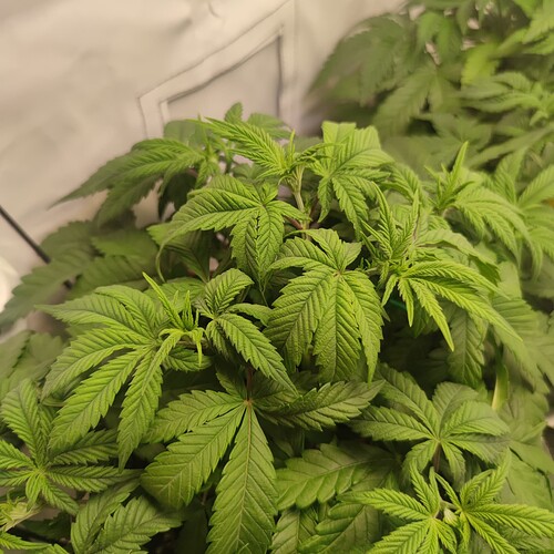 Growreport Bild 4