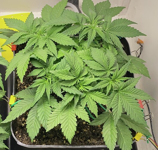 Growreport Bild 13