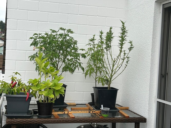 Growreport Bild 15