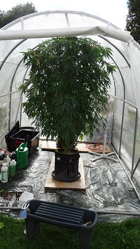 Growreport Bild 1