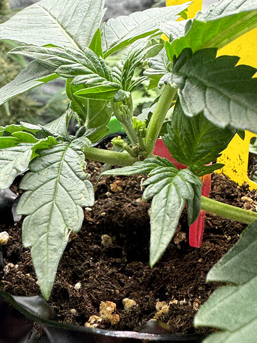 Growreport Bild 2