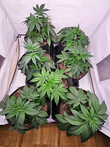 Growreport Bild 3