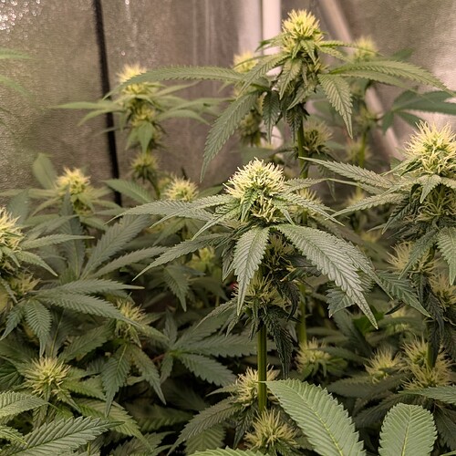 Growreport Bild 9