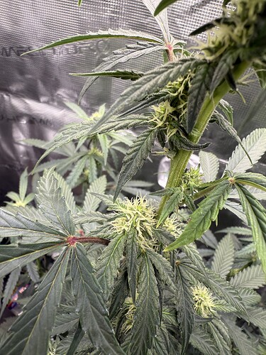 Growreport Bild 8