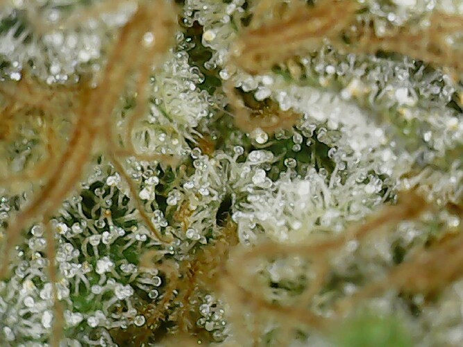 Growreport Bild 6