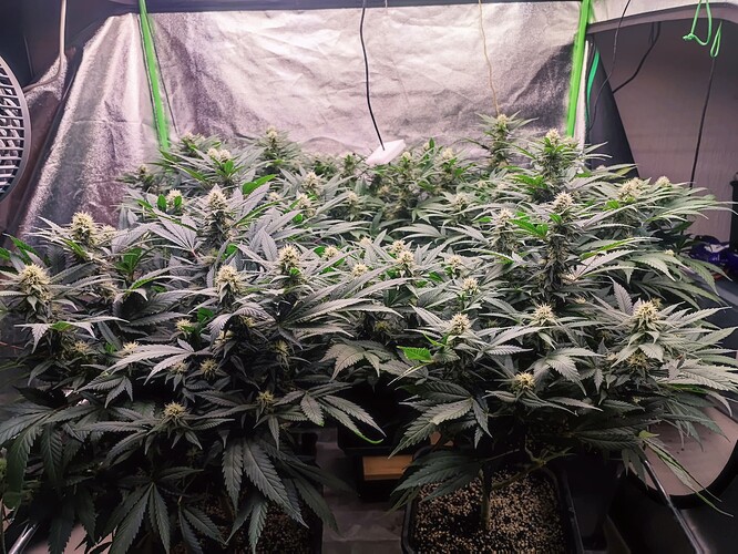 Growreport Bild 3