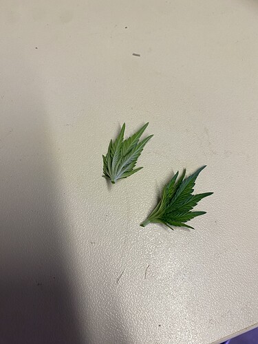 Growreport Bild 92