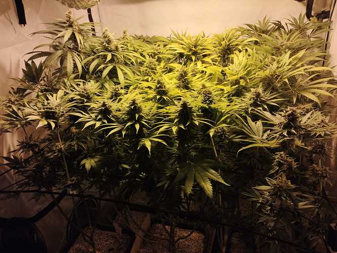 Growreport Bild 2