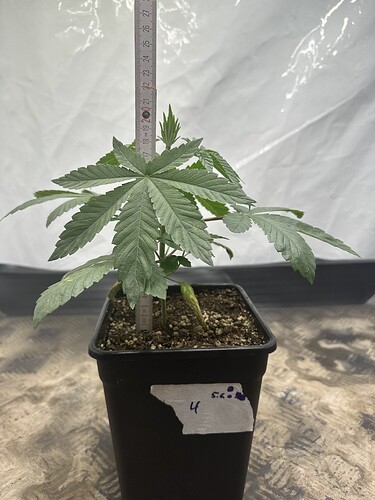 Growreport Bild 11