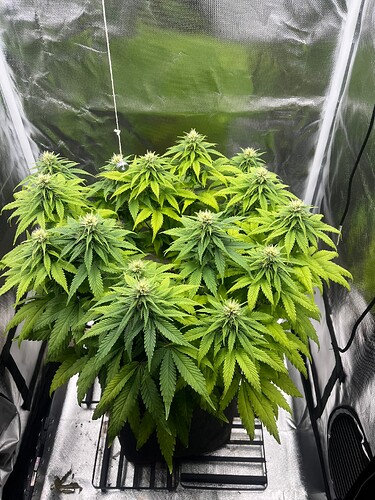 Growreport Bild 12