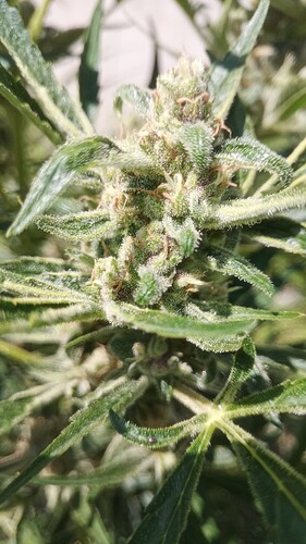 Growreport Bild 7