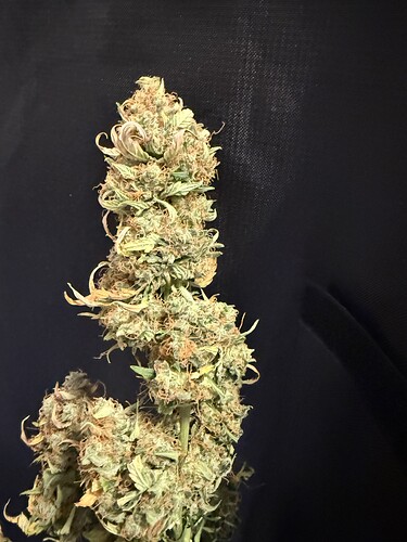 Growreport Bild 12