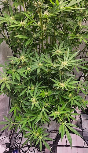 Growreport Bild 8
