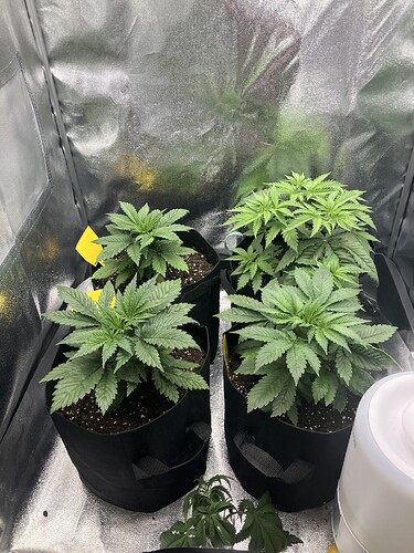 Growreport Bild 19