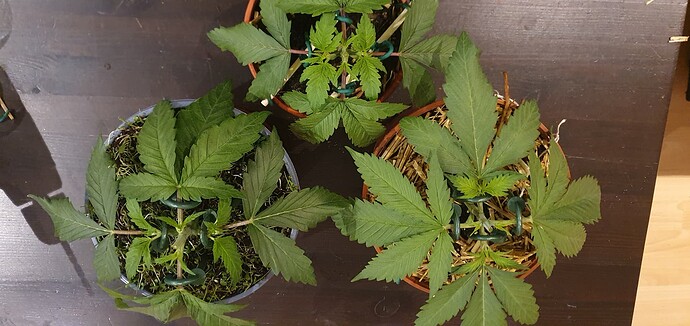 Growreport Bild 3