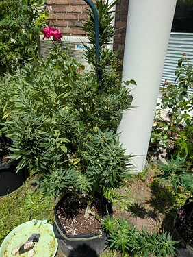 PXL_20250629_115018227.MP