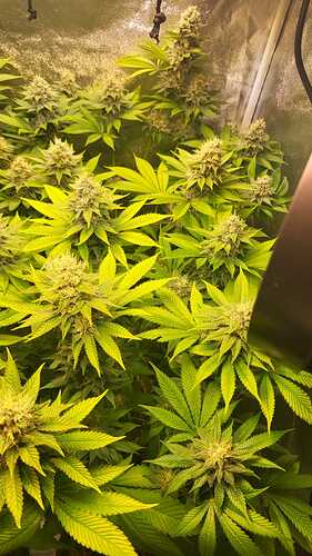 Mehrere blühende Cannabispflanzen in einem Growzelt mit gut entwickelten Buds.