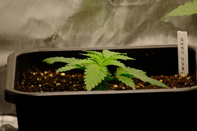Growreport Bild 8