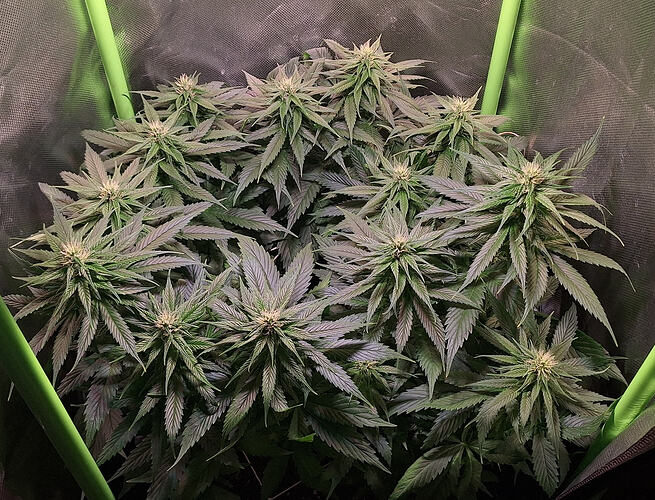 Growreport Bild 12