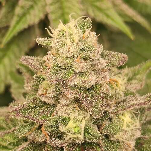 Growreport Bild 7