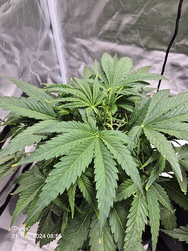 Growreport Bild 6