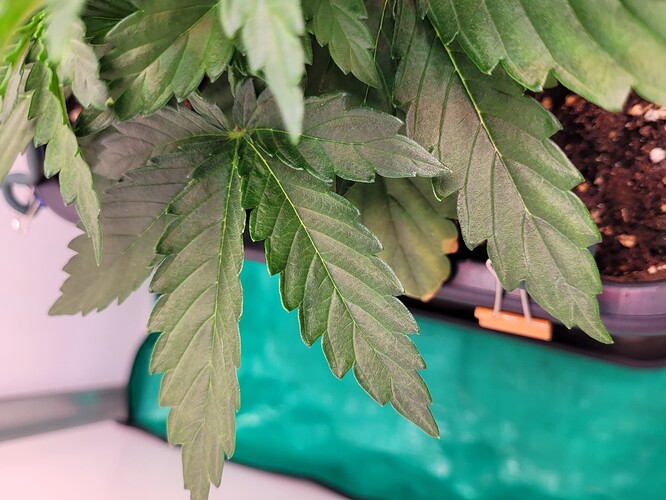 Growreport Bild 4