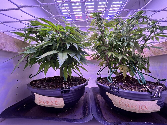 Zwei Cannabis-Pflanzen in Töpfen unter einem Scrog-Netz, beschriftet mit 'Sweet' und 'Ganja'.