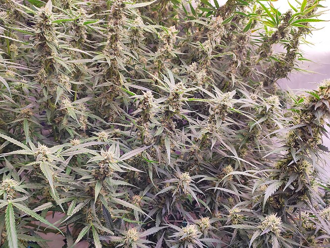 Growreport Bild 25