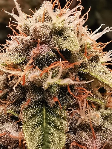Growreport Bild 4