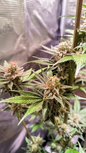 Growreport Bild 6