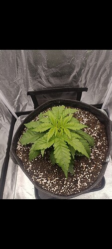 Growreport Bild 3